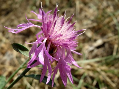 Wiesen-Flockenblume (Centaurea jacea) in Hockenheim-Talhaus