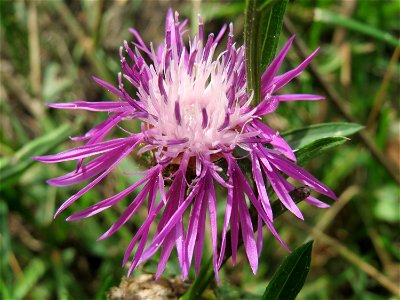 Wiesen-Flockenblume (Centaurea jacea) am Feldrand bei Hockenheim