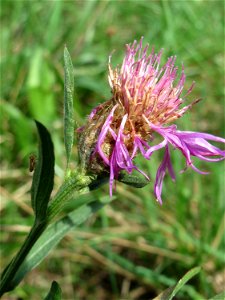 Wiesen-Flockenblume (Centaurea jacea) am Feldrand bei Hockenheim