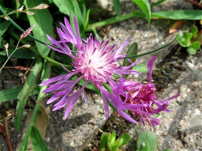 Ritzenbotanik: Wiesen-Flockenblume (Centaurea jacea) auf Pflastersteinen in Reilingen photo