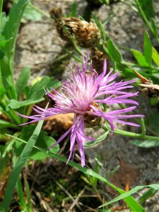 Ritzenbotanik: Wiesen-Flockenblume (Centaurea jacea) auf Pflastersteinen in Reilingen photo