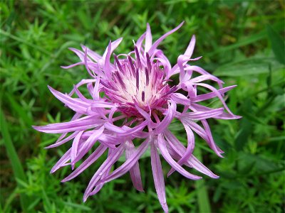 Wiesen-Flockenblume (Centaurea jacea) bei Nußloch photo