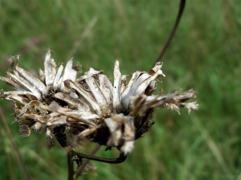 Wiesen-Flockenblume (Centaurea jacea)  auf einem besonderen Biotop bei Nußloch (bez. bei LUBW "Magerrasen und Gehölze sö. Nußloch - Links am Baiertalerweg", kein Naturschutzgebiet)