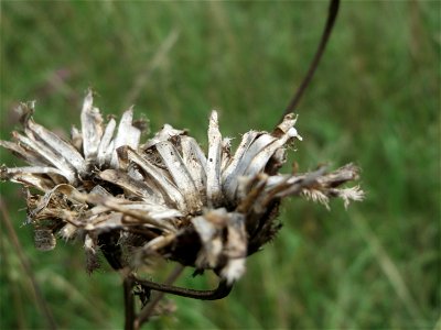 Wiesen-Flockenblume (Centaurea jacea) auf einem besonderen Biotop bei Nußloch (bez. bei LUBW "Magerrasen und Gehölze sö. Nußloch - Links am Baiertalerweg", kein Naturschutzgebiet) photo