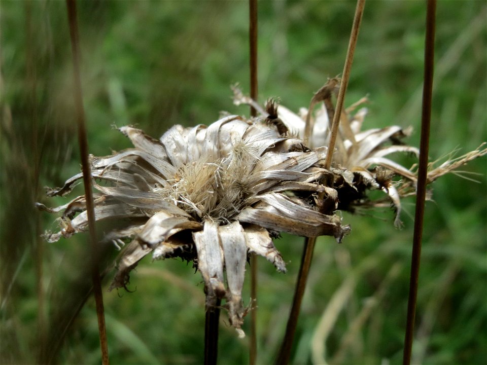 Wiesen-Flockenblume (Centaurea jacea)  auf einem besonderen Biotop bei Nußloch (bez. bei LUBW "Magerrasen und Gehölze sö. Nußloch - Links am Baiertalerweg", kein Naturschutzgebiet)