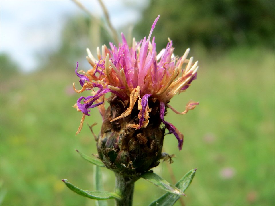 Wiesen-Flockenblume (Centaurea jacea)  auf einem besonderen Biotop bei Nußloch (bez. bei LUBW "Magerrasen und Gehölze sö. Nußloch - Links am Baiertalerweg", kein Naturschutzgebiet)