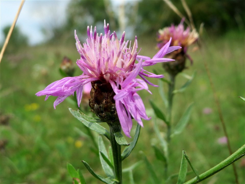 Wiesen-Flockenblume (Centaurea jacea)  auf einem besonderen Biotop bei Nußloch (bez. bei LUBW "Magerrasen und Gehölze sö. Nußloch - Links am Baiertalerweg", kein Naturschutzgebiet)