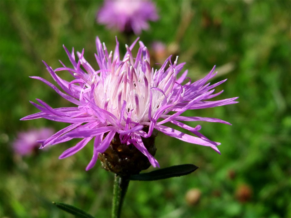 Wiesen-Flockenblume (Centaurea jacea) auf einer Reptilien- und Insekten-Schutzfläche bei Oftersheim