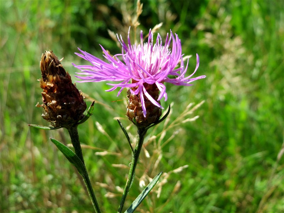 Wiesen-Flockenblume (Centaurea jacea) auf einer Reptilien- und Insekten-Schutzfläche bei Oftersheim