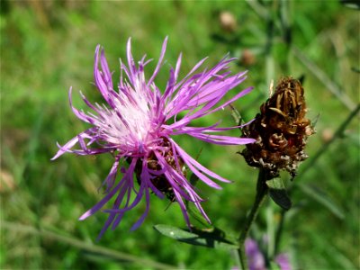 Wiesen-Flockenblume (Centaurea jacea) auf einer Reptilien- und Insekten-Schutzfläche bei Oftersheim
