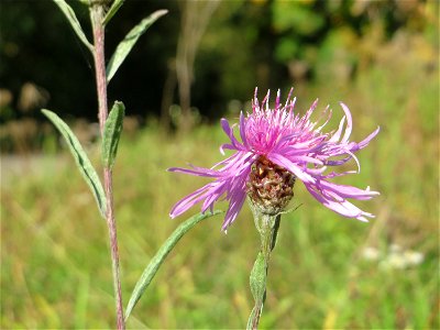 Wiesen-Flockenblume (Centaurea jacea) an einem Randstreifen der B36 bei Hockenheim photo