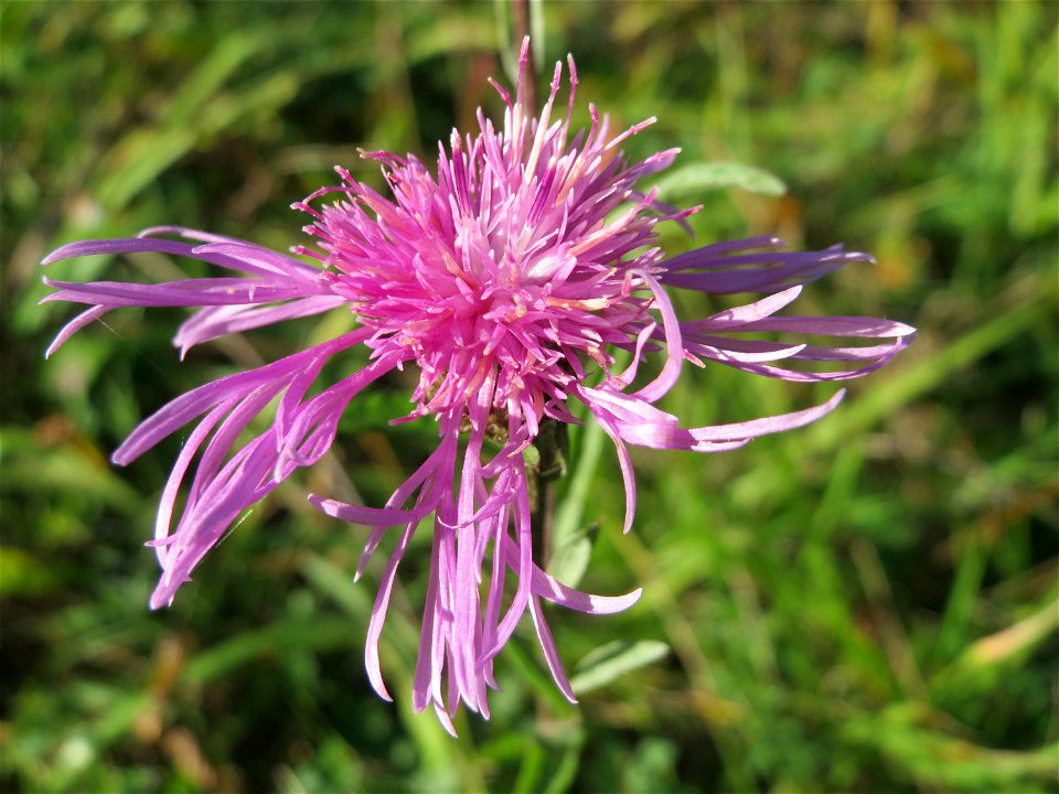 Wiesen-Flockenblume (Centaurea jacea) an einem Randstreifen der B36 bei Hockenheim
