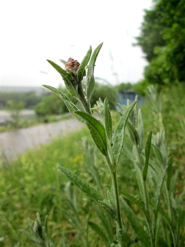 Wiesen-Flockenblume (Centaurea jacea) am Osthafen Saarbrücken