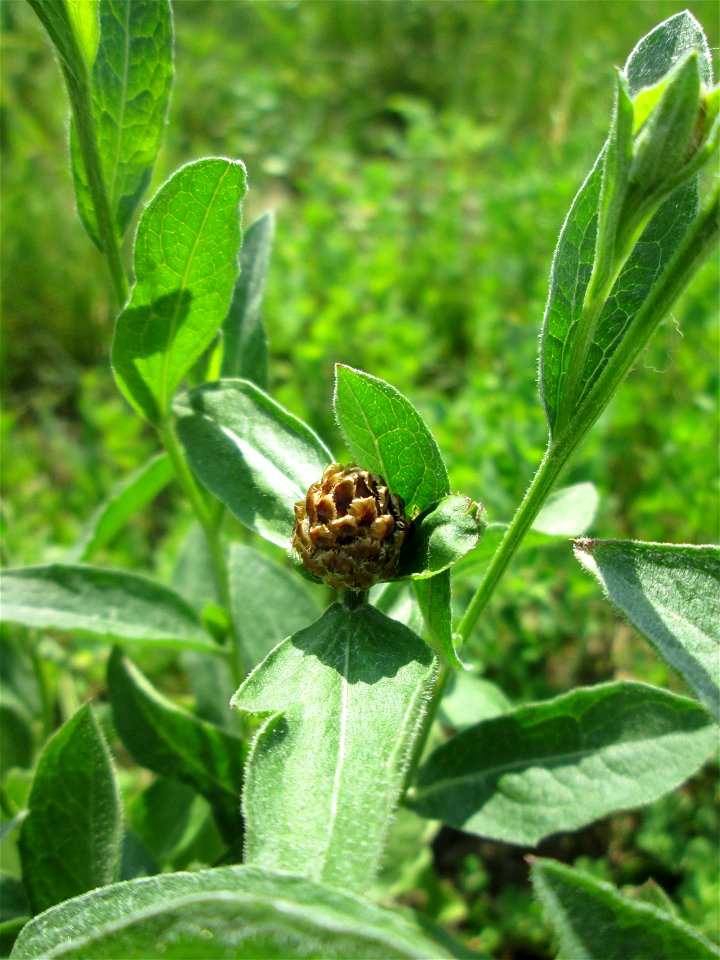 Wiesen-Flockenblume (Centaurea jacea) am Osthafen Saarbrücken