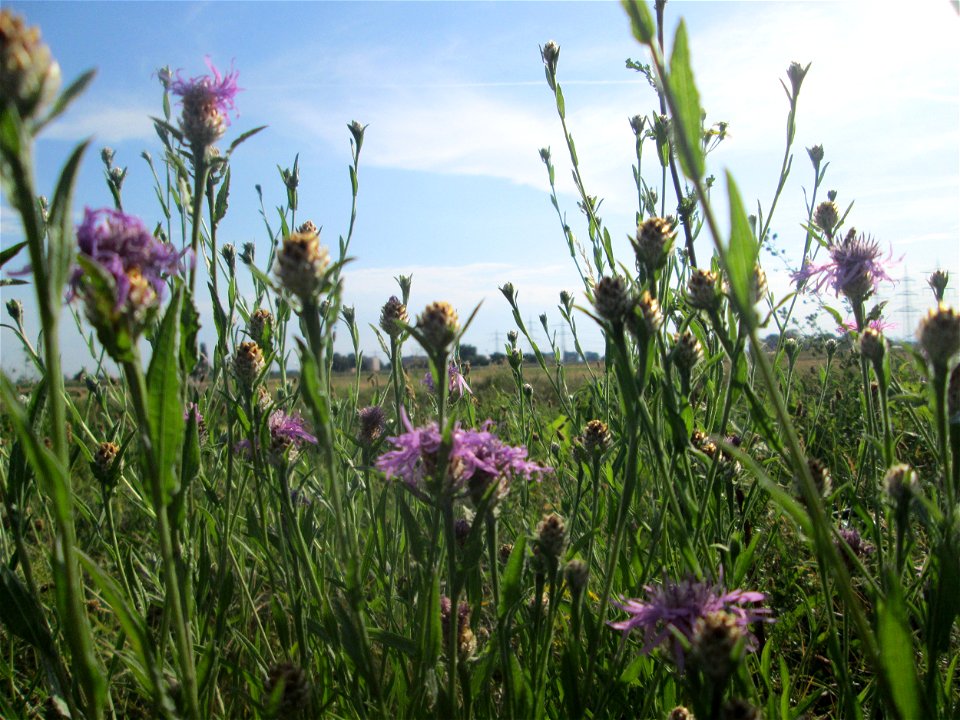 Wiesen-Flockenblume (Centaurea jacea) im Landschaftsschutzgebiet „Hockenheimer Rheinbogen“