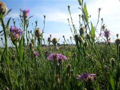 Wiesen-Flockenblume (Centaurea jacea) im Landschaftsschutzgebiet „Hockenheimer Rheinbogen“
