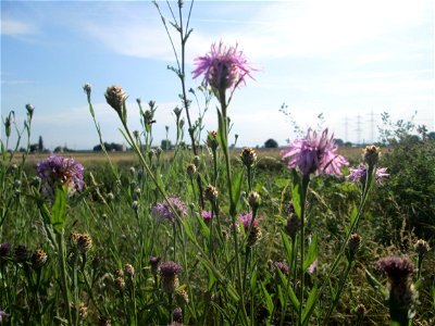 Wiesen-Flockenblume (Centaurea jacea) im Landschaftsschutzgebiet „Hockenheimer Rheinbogen“