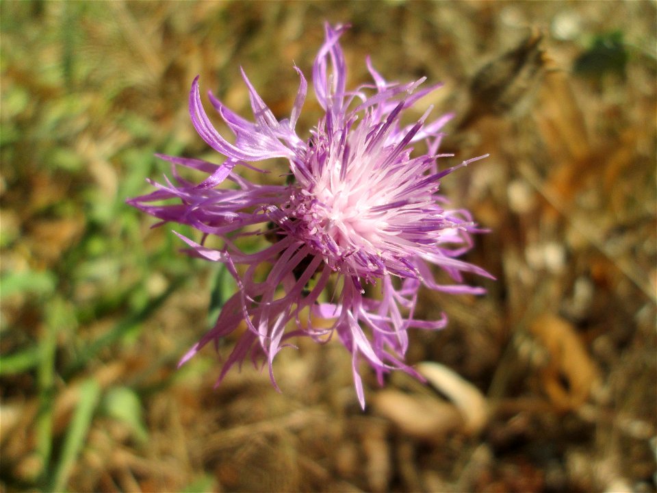 Wiesen-Flockenblume (Centaurea jacea) in Hockenheim