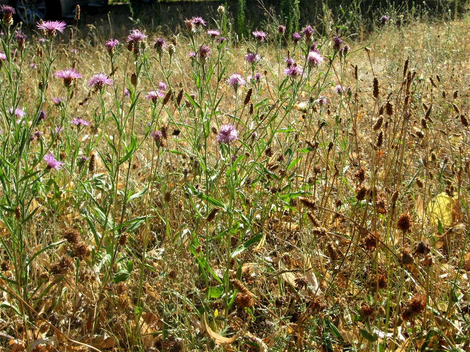 Wiesen-Flockenblume (Centaurea jacea) in Hockenheim