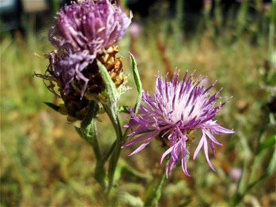 Wiesen-Flockenblume (Centaurea jacea) in Hockenheim