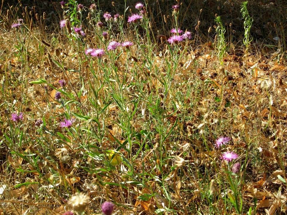 Wiesen-Flockenblume (Centaurea jacea) in Hockenheim