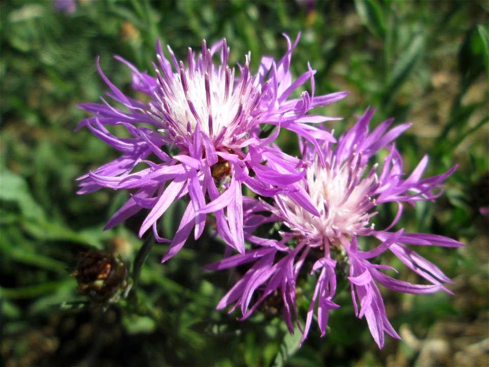 Wiesen-Flockenblume (Centaurea jacea) im Gartenschaupark Hockenheim