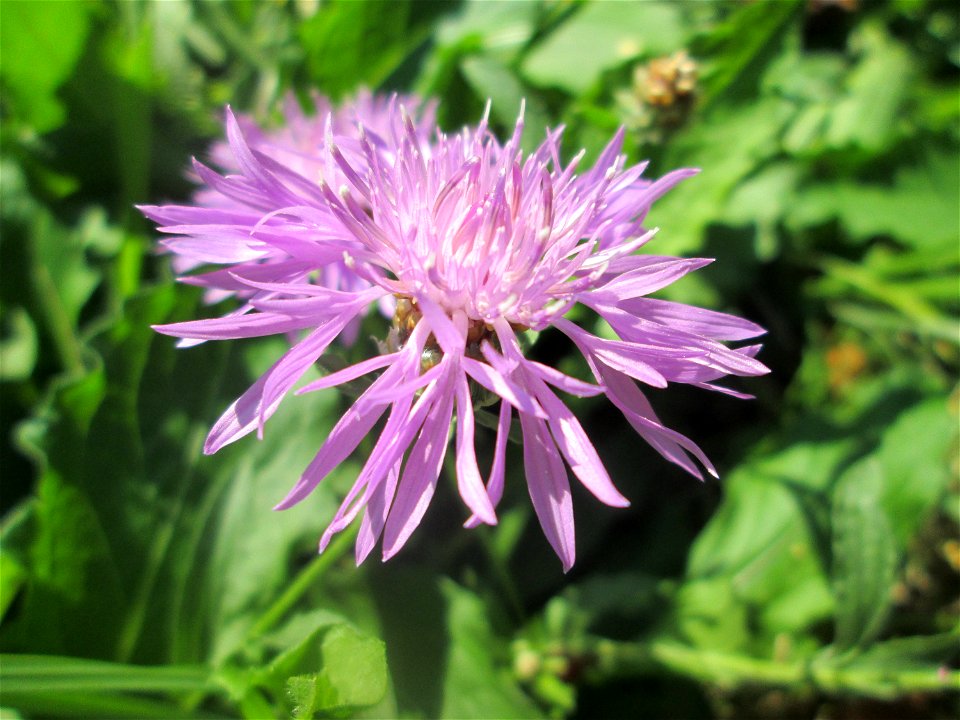 Wiesen-Flockenblume (Centaurea jacea) am Zähringer Kanal in Schwetzingen