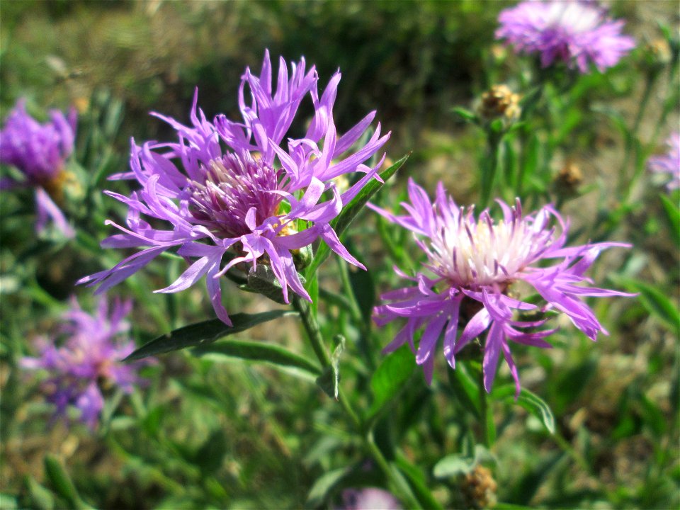 Wiesen-Flockenblume (Centaurea jacea) im Gartenschaupark Hockenheim