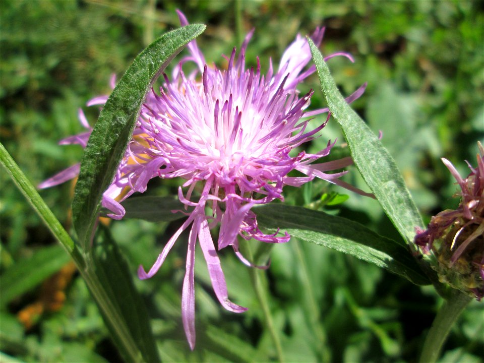 Wiesen-Flockenblume (Centaurea jacea) am Zähringer Kanal in Schwetzingen