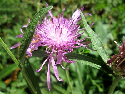 Wiesen-Flockenblume (Centaurea jacea) am Zähringer Kanal in Schwetzingen