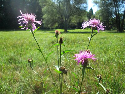 Wiesen-Flockenblume (Centaurea jacea) am Hauptfriedhof Saarbrücken