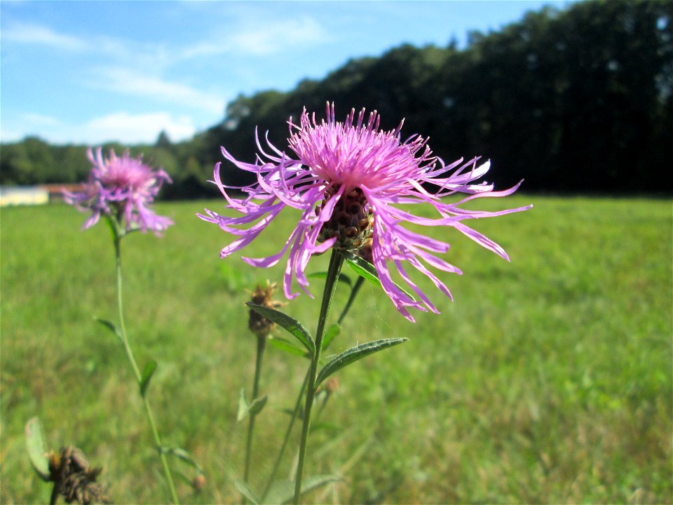 Wiesen-Flockenblume (Centaurea jacea) am Hauptfriedhof Saarbrücken