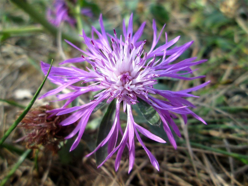 Wiesen-Flockenblume (Centaurea jacea) im Schwetzinger Schlossgarten