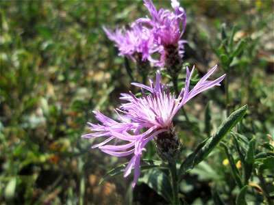 Wiesen-Flockenblume (Centaurea jacea) auf einer Extensiv-Fläche im Gartenschaupark Hockenheim