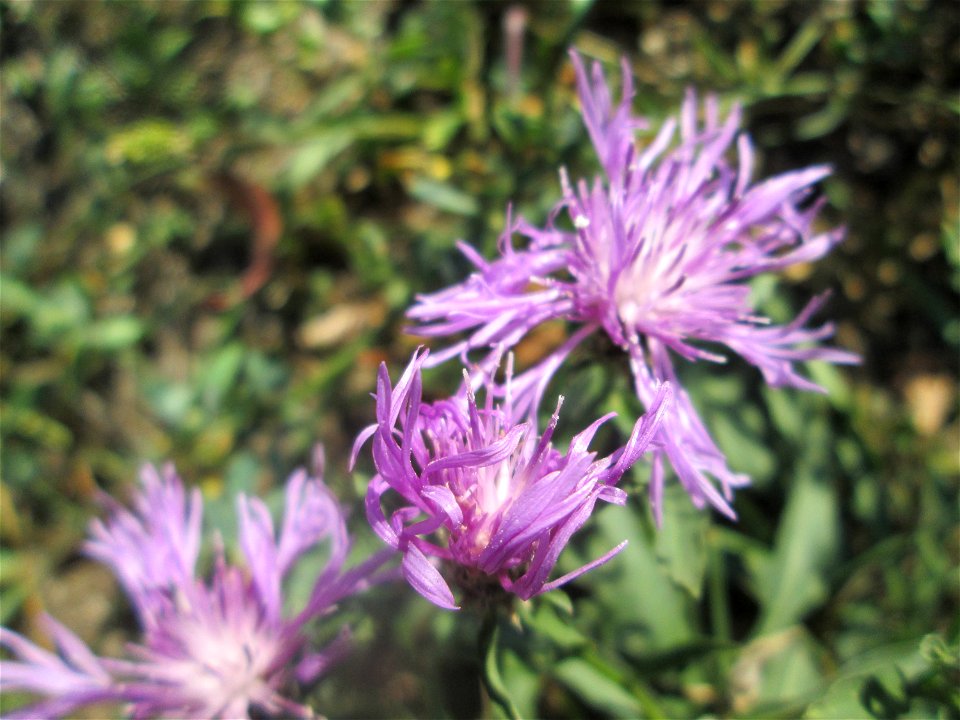 Wiesen-Flockenblume (Centaurea jacea) auf einer Extensiv-Fläche im Gartenschaupark Hockenheim