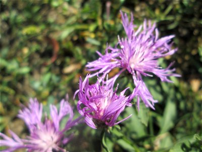 Wiesen-Flockenblume (Centaurea jacea) auf einer Extensiv-Fläche im Gartenschaupark Hockenheim photo