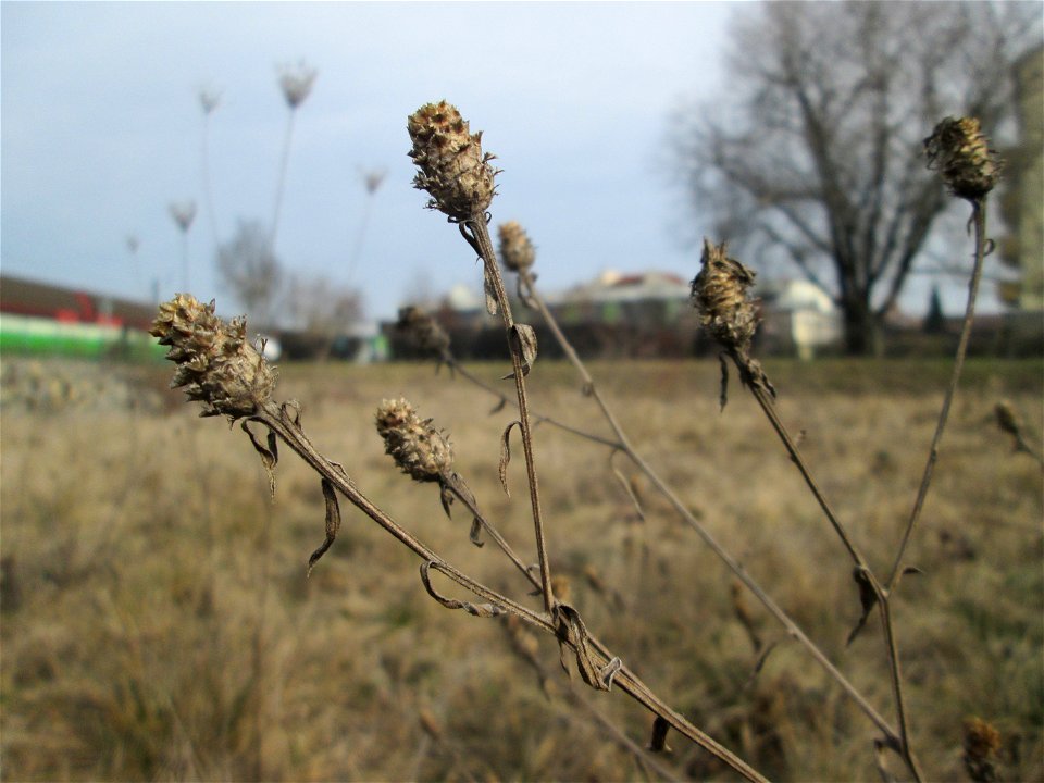 Mumienbotanik: Wiesen-Flockenblume (Centaurea jacea) auf einer Reptilien- und Insekten-Schutzfläche bei Oftersheim