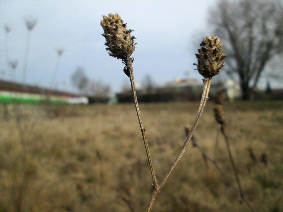 Mumienbotanik: Wiesen-Flockenblume (Centaurea jacea) auf einer Reptilien- und Insekten-Schutzfläche bei Oftersheim