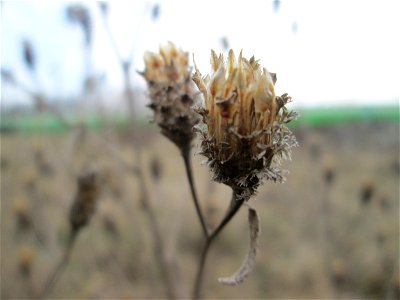 Mumienbotanik: Wiesen-Flockenblume (Centaurea jacea) auf einer Reptilien- und Insekten-Schutzfläche bei Oftersheim