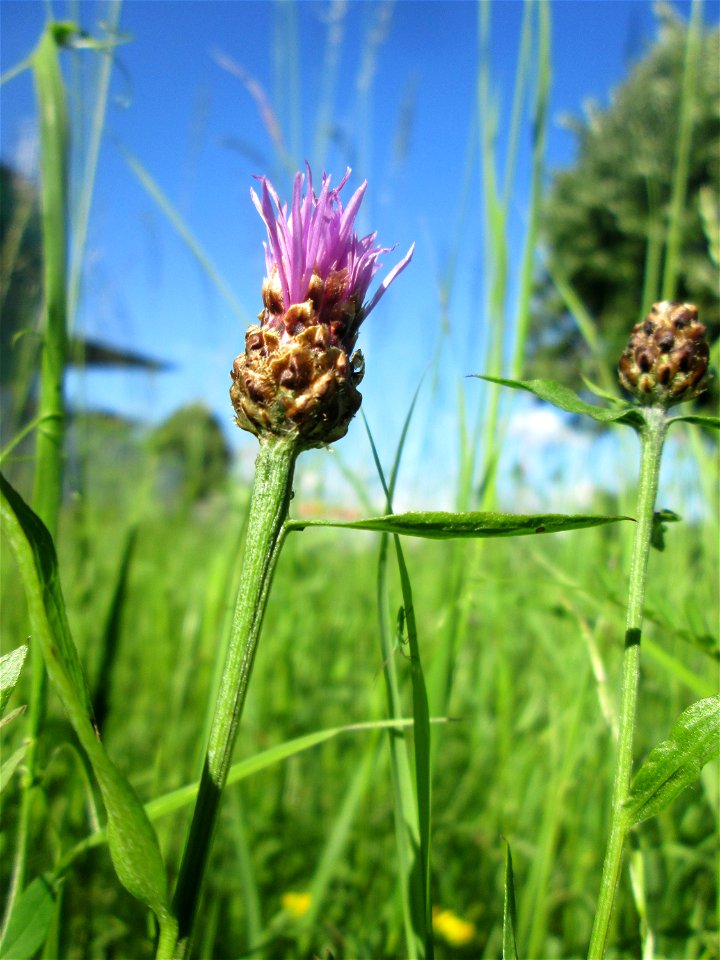 Wiesen-Flockenblume (Centaurea jacea) auf einer Wiese neben der Ostspange in Saarbrücken