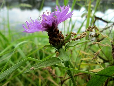 Wiesen-Flockenblume (Centaurea jacea) an der Saar in Saarbrücken