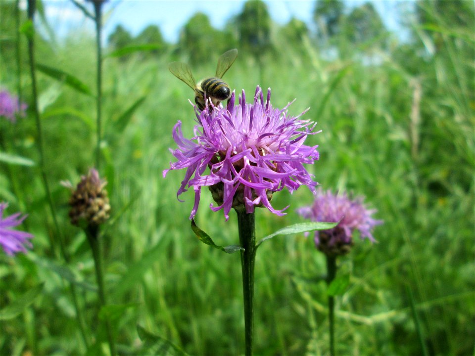 Wiesen-Flockenblume (Centaurea jacea) in Saarbrücken