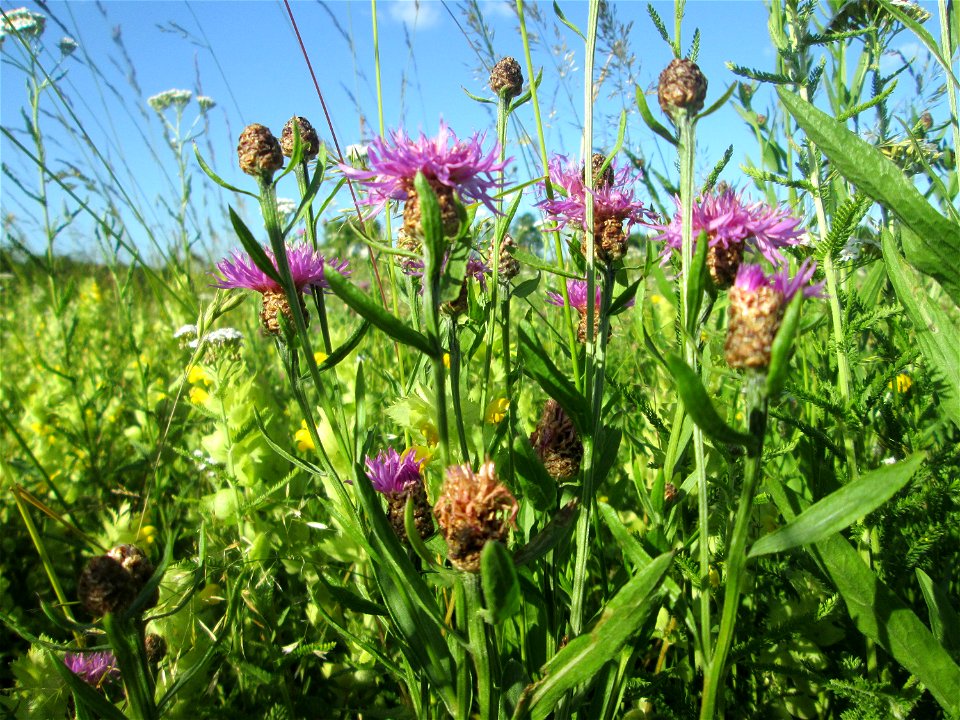 Wiesen-Flockenblume (Centaurea jacea) im Naturschutzgebiet „Hochholz-Kapellenbruch“