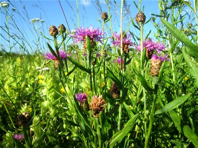 Wiesen-Flockenblume (Centaurea jacea) im Naturschutzgebiet „Hochholz-Kapellenbruch“