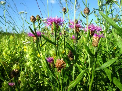 Wiesen-Flockenblume (Centaurea jacea) im Naturschutzgebiet „Hochholz-Kapellenbruch“ photo