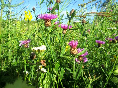 Wiesen-Flockenblume (Centaurea jacea) im Naturschutzgebiet „Hochholz-Kapellenbruch“