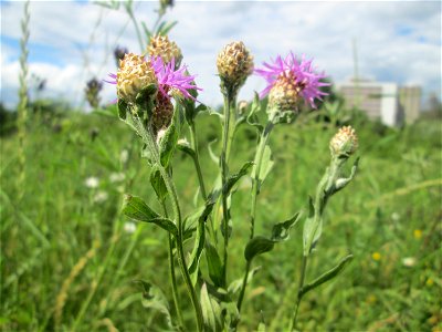 Wiesen-Flockenblume (Centaurea jacea) im Naturschutzgebiet „St. Arnualer Wiesen“ photo