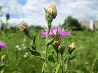 Wiesen-Flockenblume (Centaurea jacea) im Naturschutzgebiet „St. Arnualer Wiesen“ photo