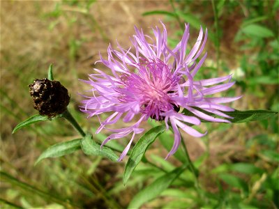 Wiesen-Flockenblume (Centaurea jacea) im Naturschutzgebiet „St. Arnualer Wiesen“ photo