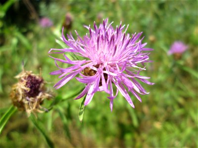 Wiesen-Flockenblume (Centaurea jacea) im Naturschutzgebiet „St. Arnualer Wiesen“ photo